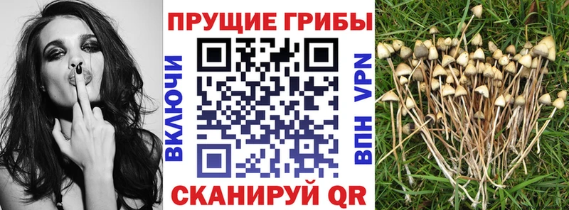 Галлюциногенные грибы MAGIC MUSHROOMS Новопавловск